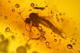 Eight Fossil Flies (Diptera) In Baltic Amber #207513-2